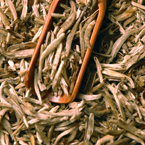 Organic White Silver Jasmine Needles